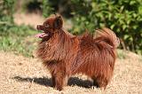 SPITZ ALLEMAND 500